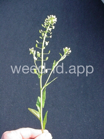 pennycress, field
